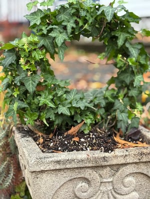 ec6a89f3-6c4a-4ab9-815a-8c20ea2f9df9_3024x4032